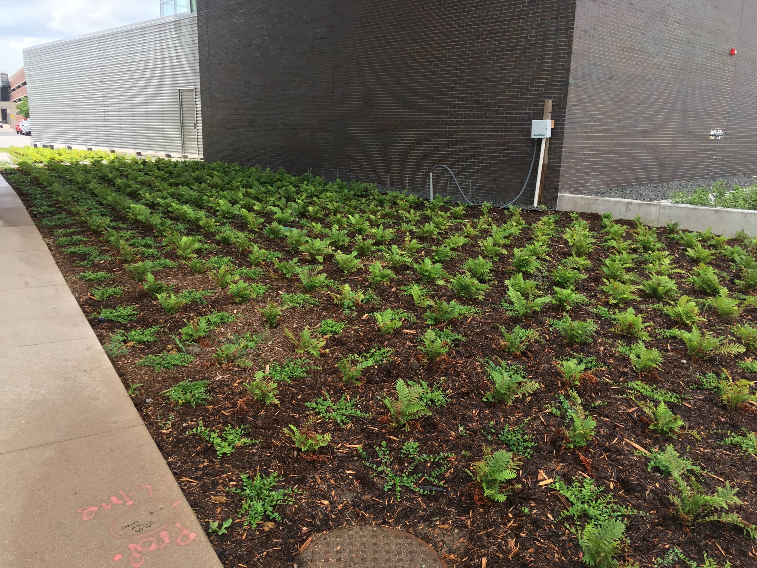 Irrigation Services
